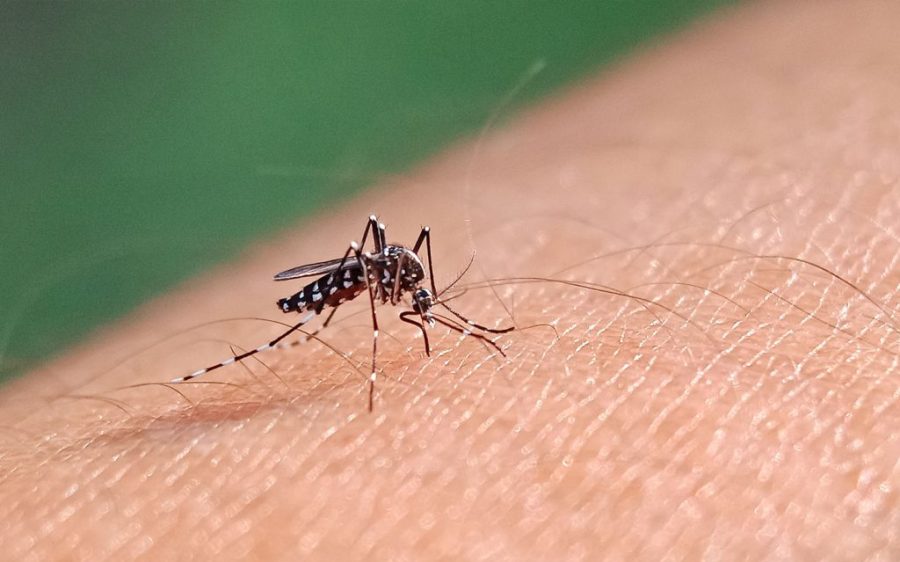 As chikungunya fever spreads in Shunde, Macao’s Health Bureau advises caution