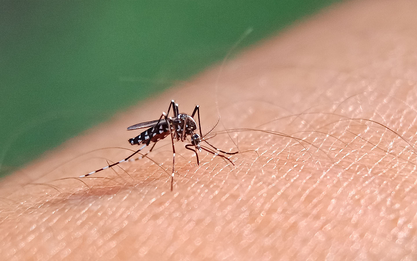 As chikungunya fever spreads in Shunde, Macao’s Health Bureau advises caution