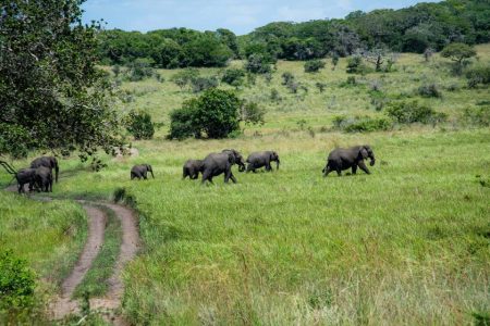 Maputo National Park in Mozambique has been named a World Heritage site