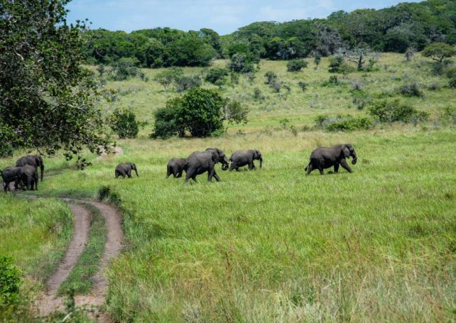 Maputo National Park in Mozambique has been named a World Heritage site