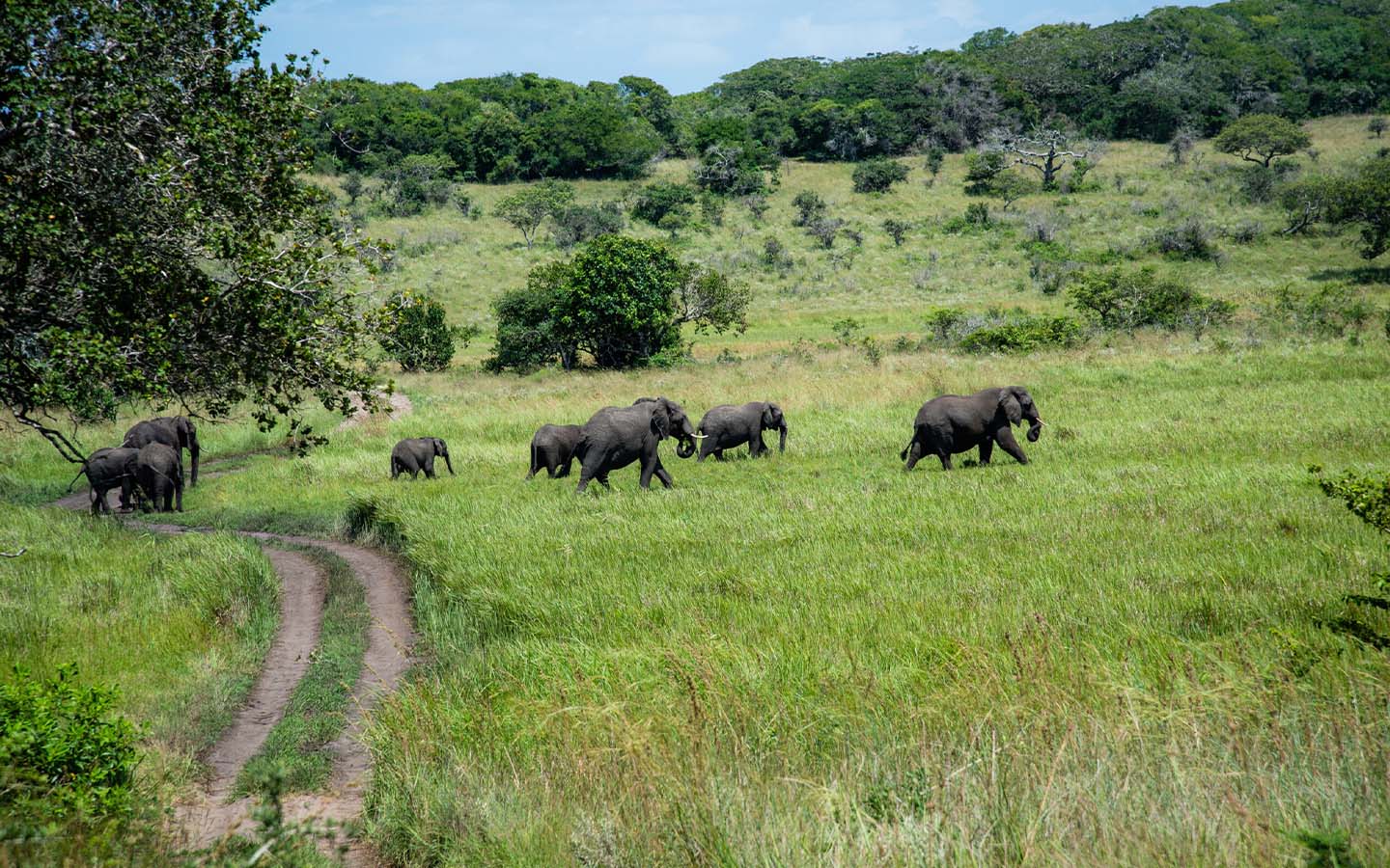 Maputo National Park in Mozambique has been named a World Heritage site