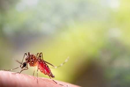 Macao reports the year’s first local case of dengue fever