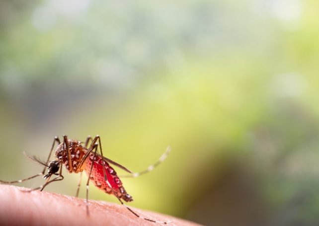 Macao reports the year’s first local case of dengue fever