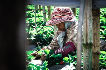 Macao’s Philippine migrant workers urged to invest in their country’s agriculture