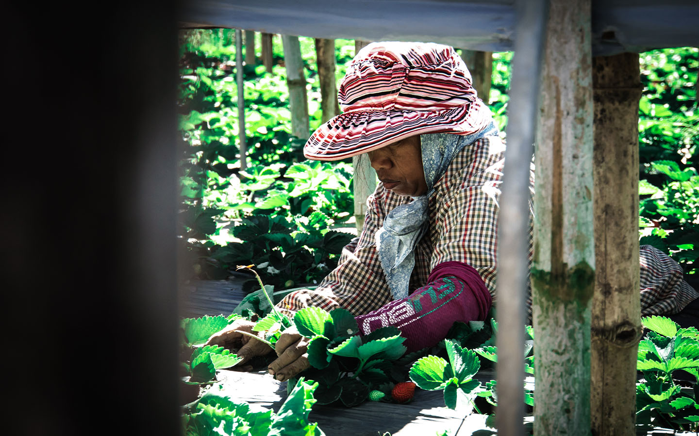 Macao’s Philippine migrant workers urged to invest in their country’s agriculture