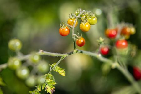Tomatoes in the Galapagos Islands are going back on millions of years of evolution