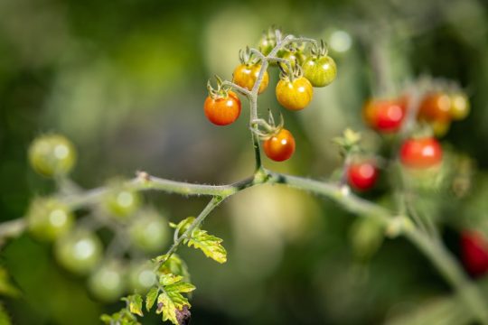 Tomatoes in the Galapagos Islands are going back on millions of years of evolution