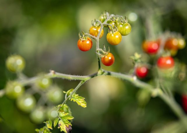 Tomatoes in the Galapagos Islands are going back on millions of years of evolution