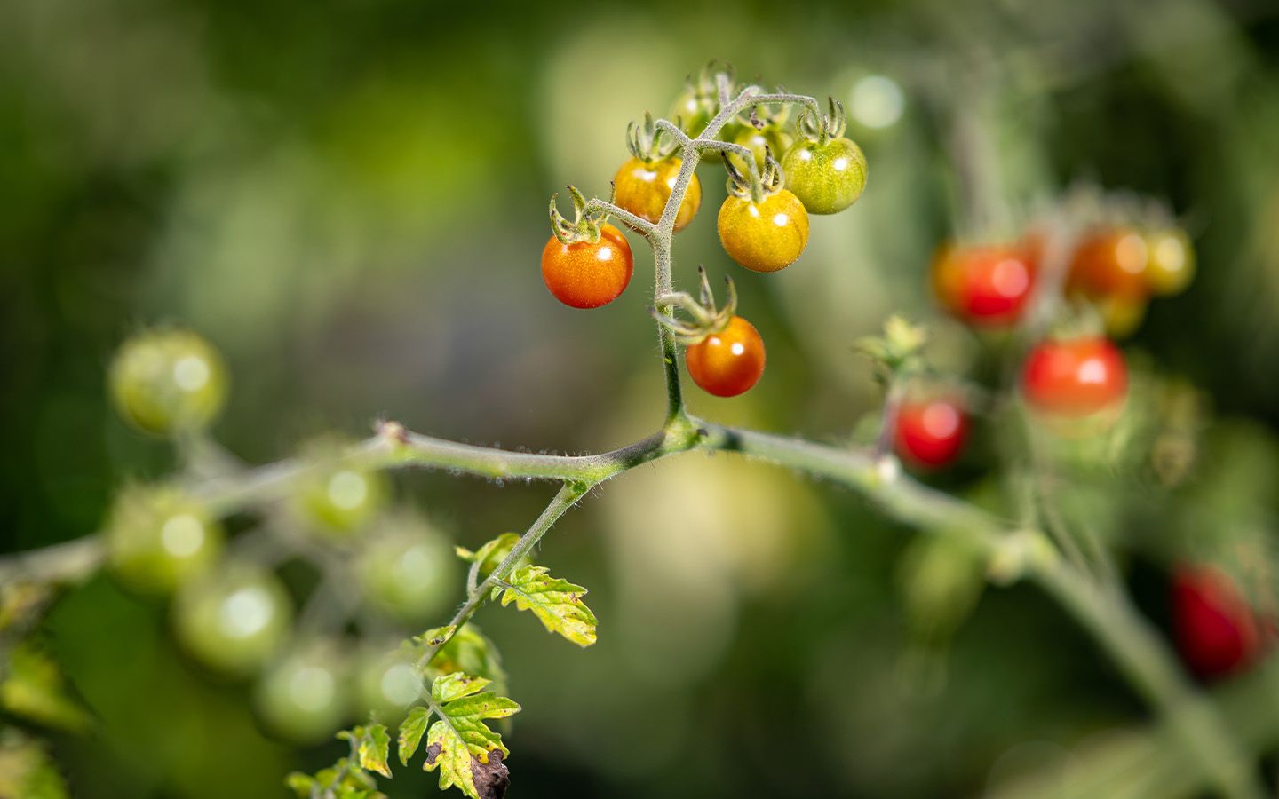 Tomatoes in the Galapagos Islands are going back on millions of years of evolution