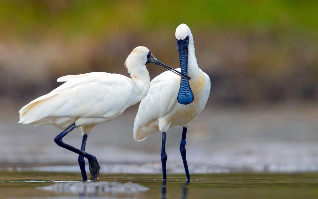 Here are some of the best things to do in Hengqin