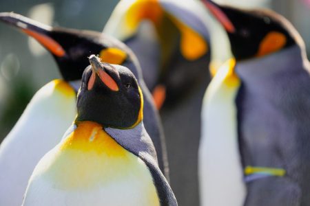Hengqin’s Chimelong resort has bred a record number of emperor penguins