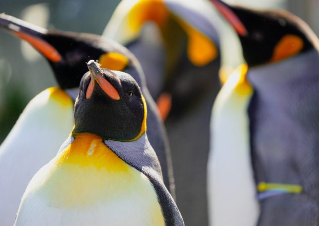 Hengqin’s Chimelong resort has bred a record number of emperor penguins 