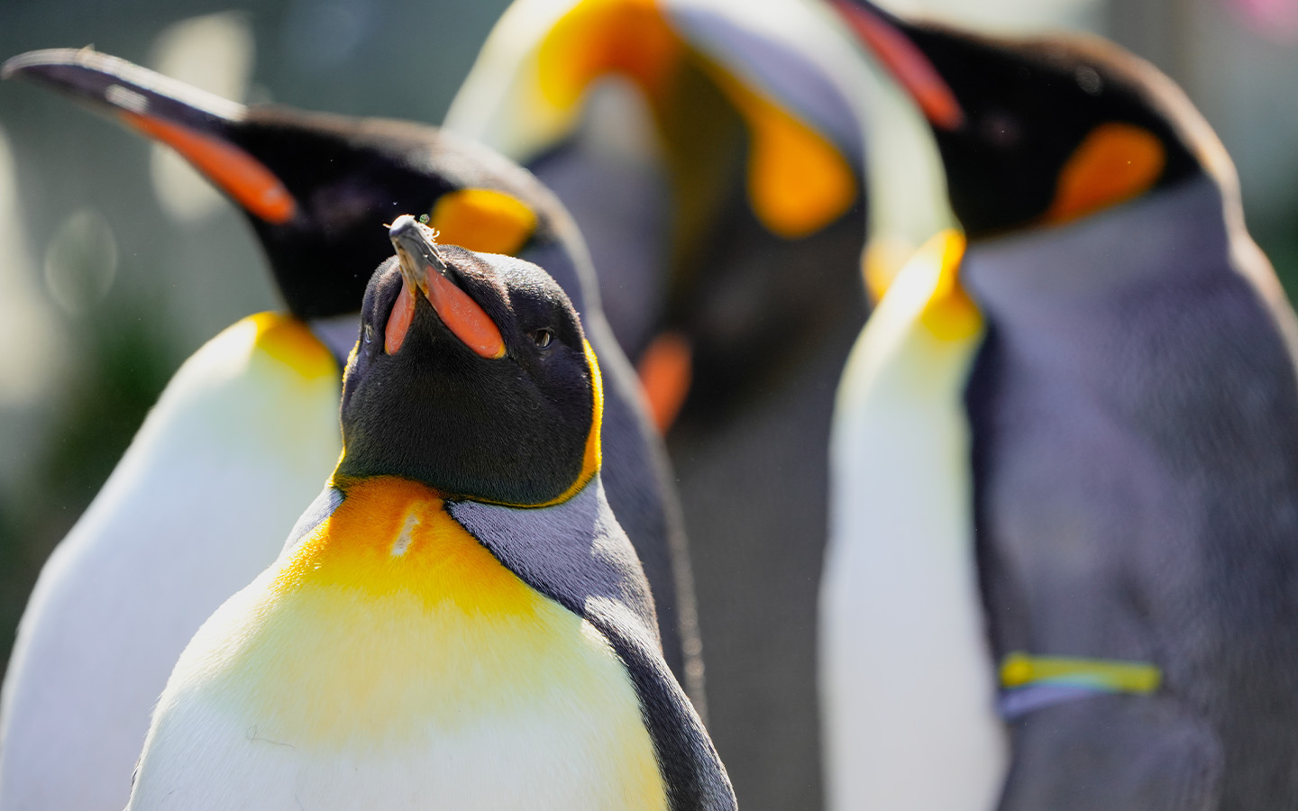 Hengqin’s Chimelong resort has bred a record number of emperor penguins 