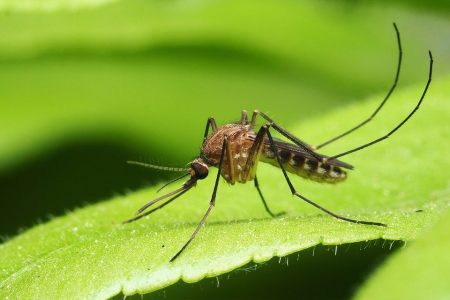 Macao is at a ‘critical’ juncture in chikungunya prevention
