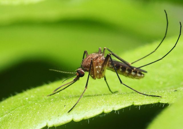 Macao is at a ‘critical’ juncture in chikungunya prevention, says health official