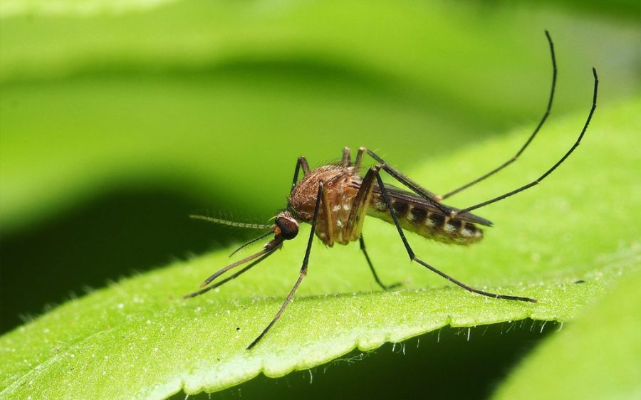 Macao is at a ‘critical’ juncture in chikungunya prevention, says health official