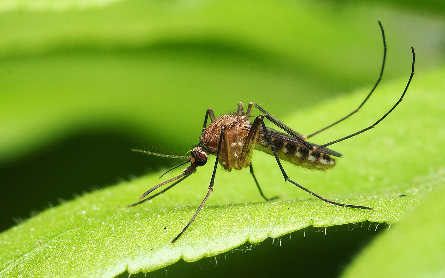 Macao is at a ‘critical’ juncture in chikungunya prevention, says health official