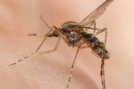 The Zhuhai Centre for Disease Control and Prevention urged residents to protect themselves against chikungunya fever in a statement yesterday.