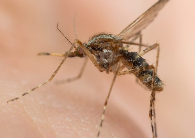 Zhuhai, Hong Kong on high alert for chikungunya as regional epidemic spreads