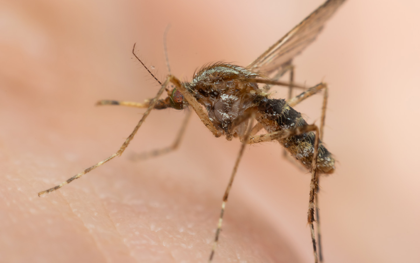 Zhuhai, Hong Kong on high alert for chikungunya as regional epidemic spreads