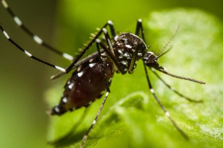 New dengue fever case recorded in Macao as region battles mosquito-borne disease