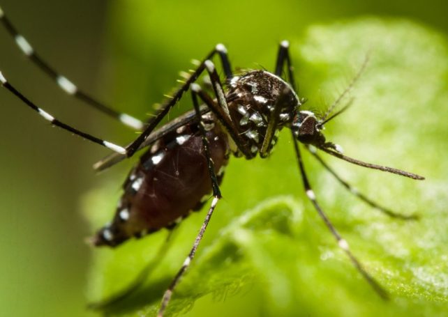 New dengue fever case recorded in Macao as region battles mosquito-borne disease