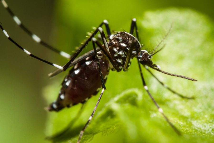 New dengue fever case recorded in Macao as region battles mosquito-borne disease