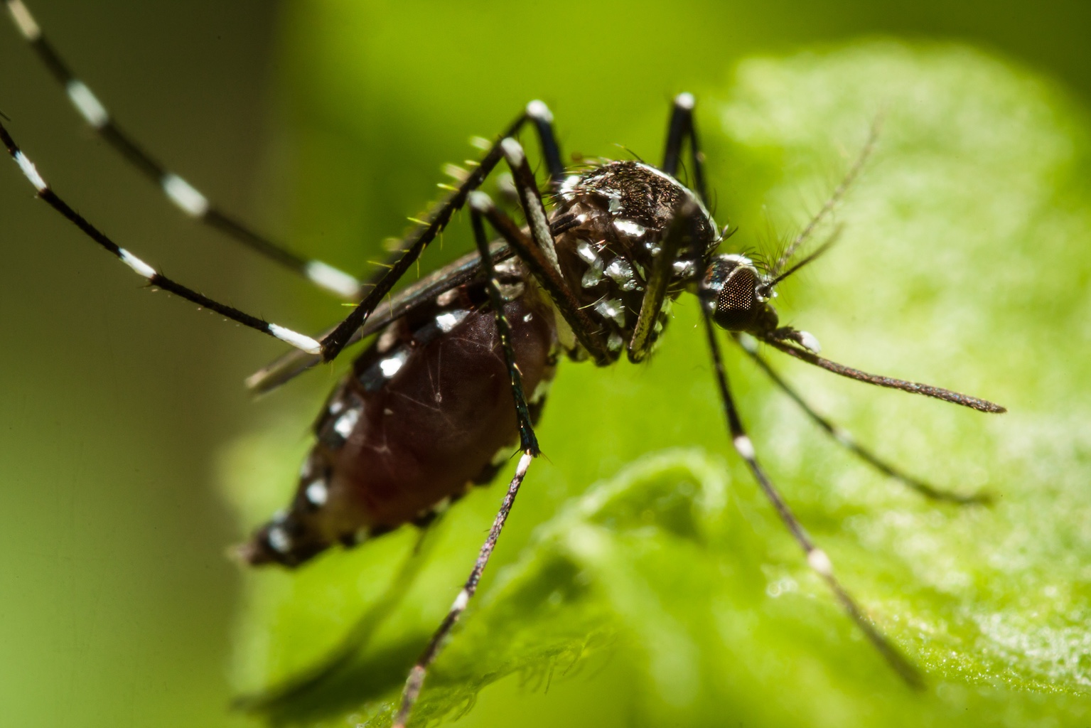 New dengue fever case recorded in Macao as region battles mosquito-borne disease