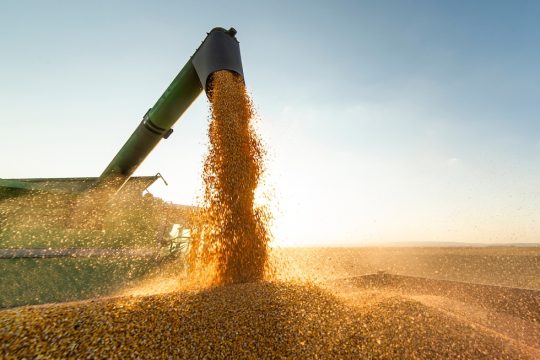 China leans on Brazilian soybeans amid trade uncertainties