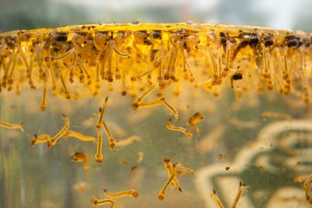 Lab-bred elephant mosquitoes do not feed on blood but on the larvae of other mosquitoes, seen here
