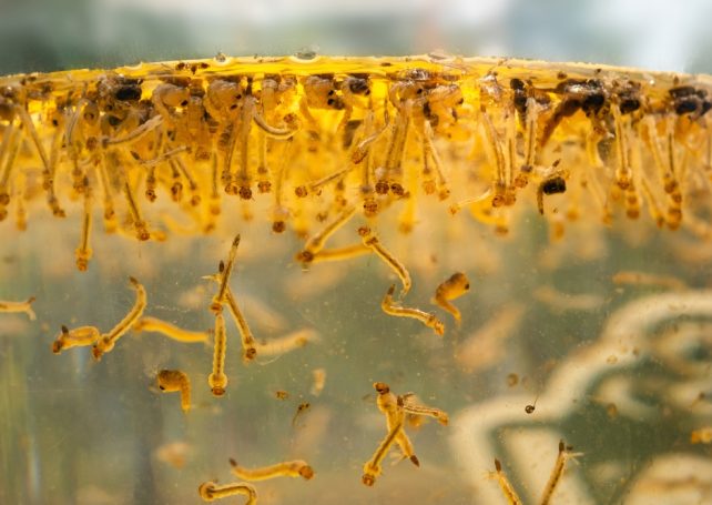 Hong Kong mulls ‘mosquito-eat-mosquito’ tactics to curb chikungunya spread