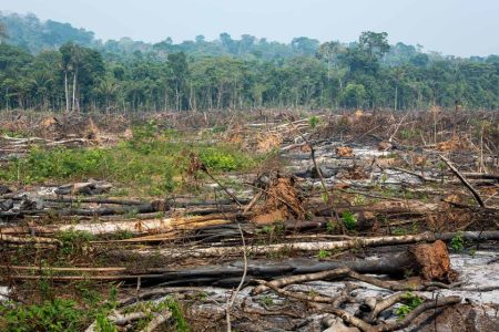 Because of deforestation, the Amazon is losing its ability to generate vital rainfall