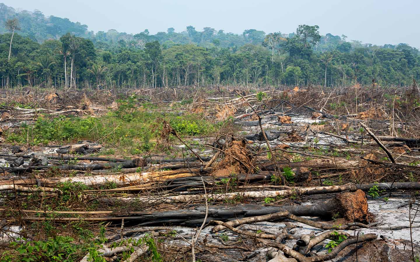 Because of deforestation, the Amazon is losing its ability to generate vital rainfall