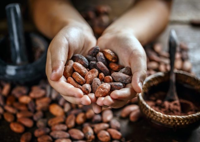 Angola to invest US$1.3 million in high-yield seeds