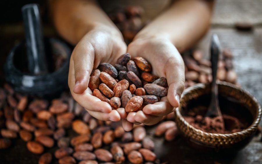 Angola to invest US$1.3 million in high-yield seeds