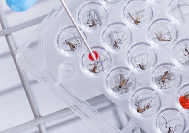 Brazil combats mosquito-borne illnesses with new biofactory