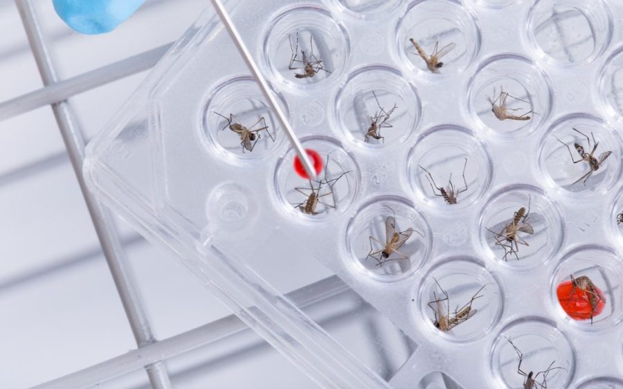 Brazil combats mosquito-borne illnesses with new biofactory