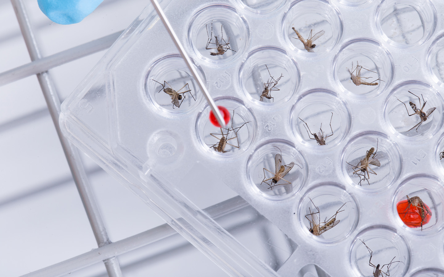 Brazil combats mosquito-borne illnesses with new biofactory