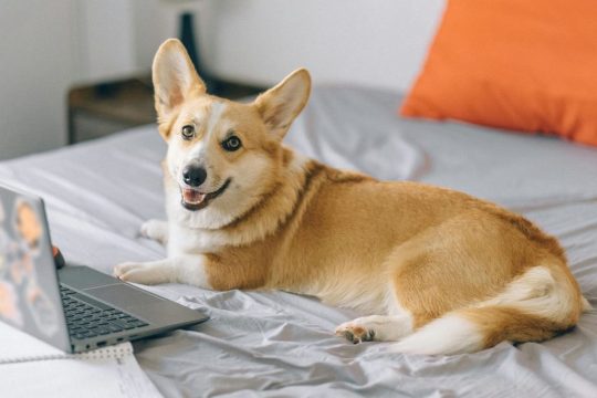 An internet connection for your puppy: How petonomics are influencing Chinese consumer trends 