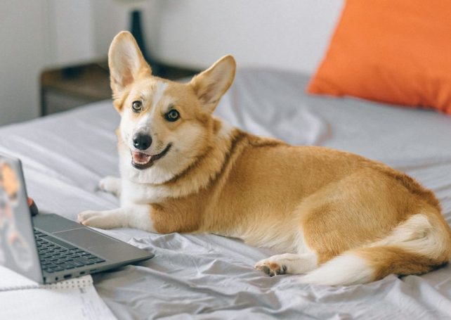 An internet connection for your puppy: How petonomics are influencing Chinese consumer trends 