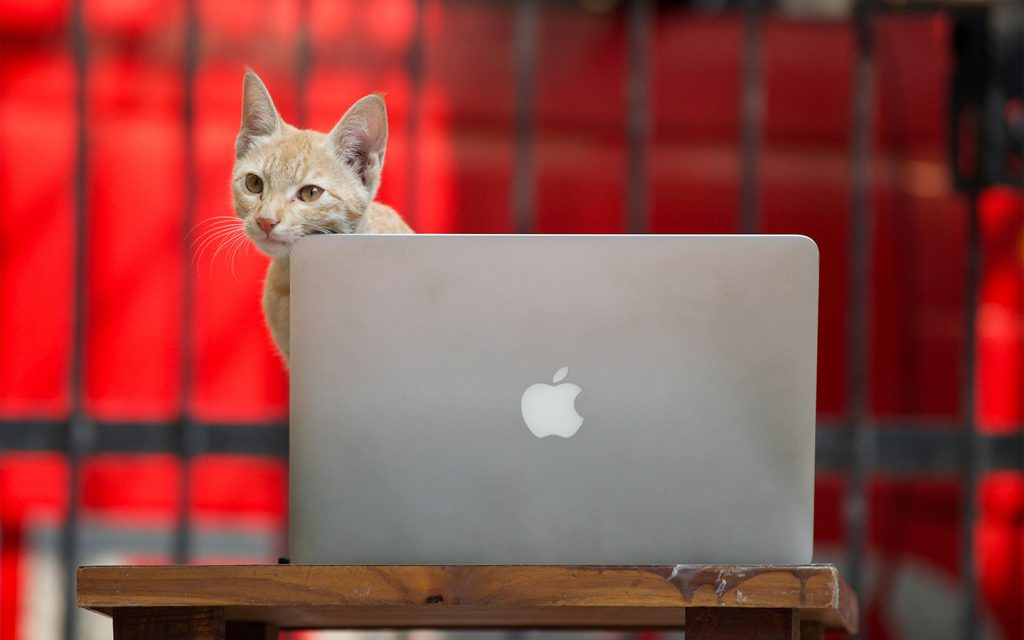 An internet connection for your puppy: How petonomics are influencing Chinese consumer trends 