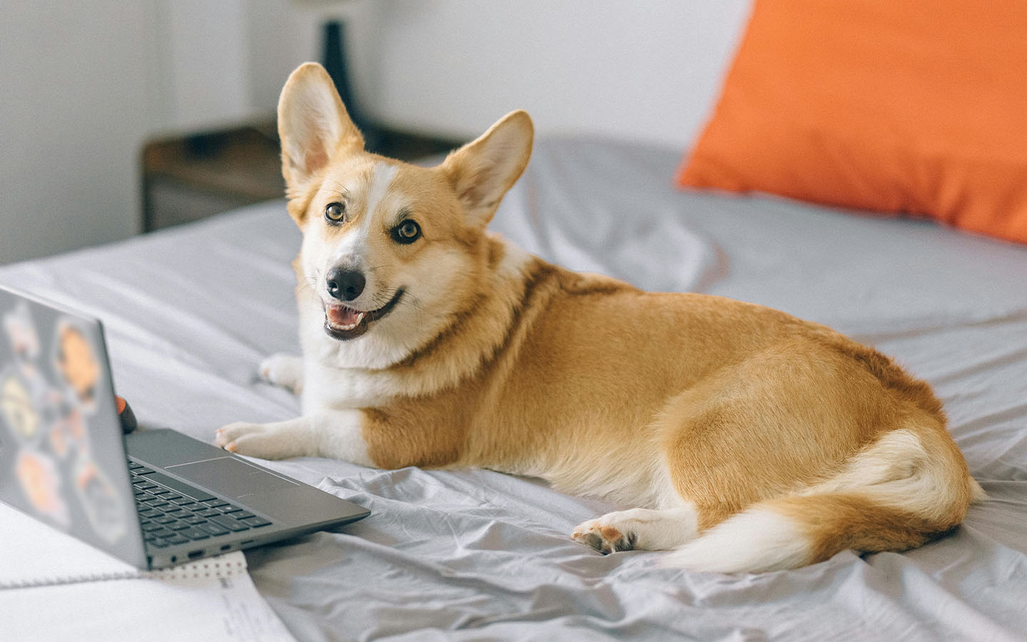 An internet connection for your puppy: How petonomics are influencing Chinese consumer trends 