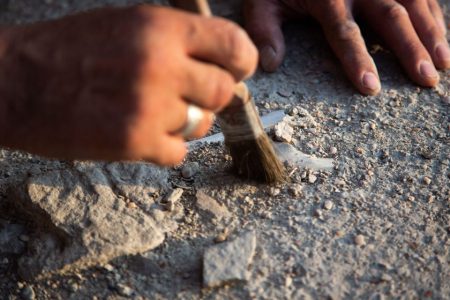 Palaeontologists have uncovered an ancient marine crocodile fossil in Angola