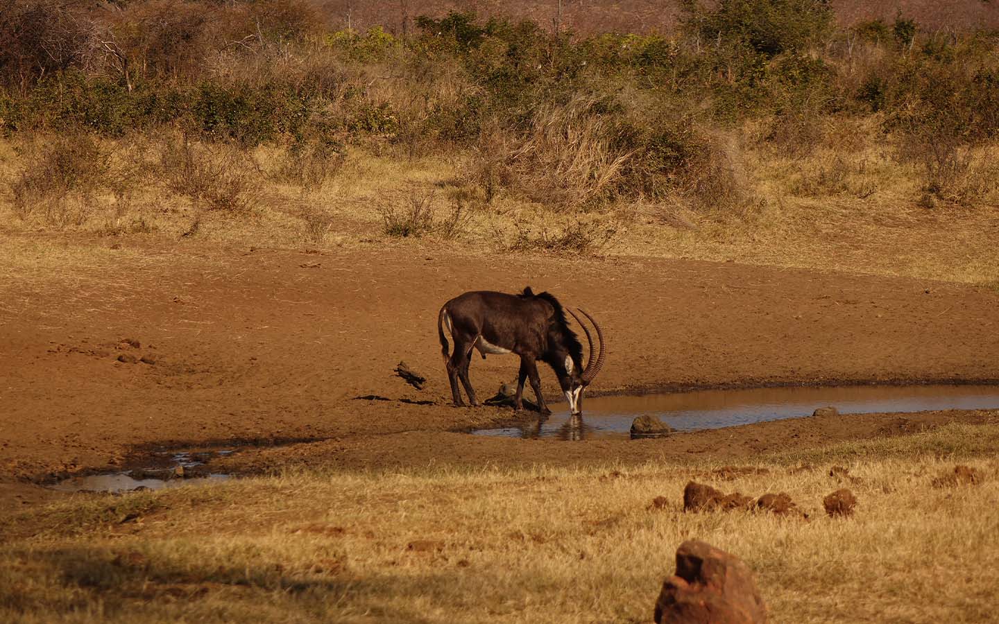 The giant sable antelope, Angola’s national symbol, is critically endangered