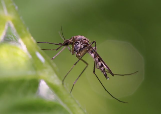 Macao has detected its first-ever imported case of zika virus 