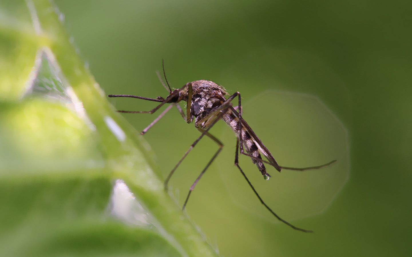 Macao has detected its first-ever imported case of zika virus 