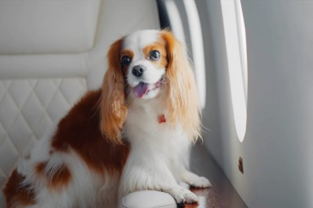 For HK$100,000, you can take your dog from Macao to Japan by private jet