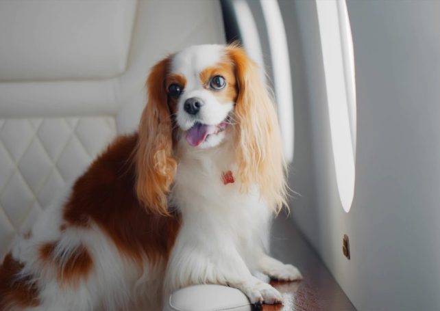 For HK$100,000, you can take your dog from Macao to Japan by private jet