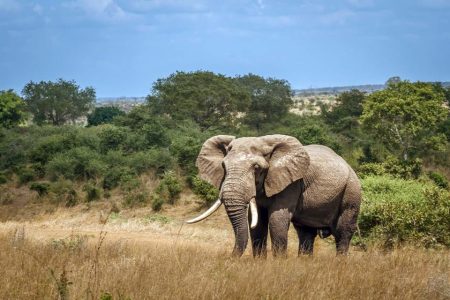 Mozambique announces first elephant survey in seven years