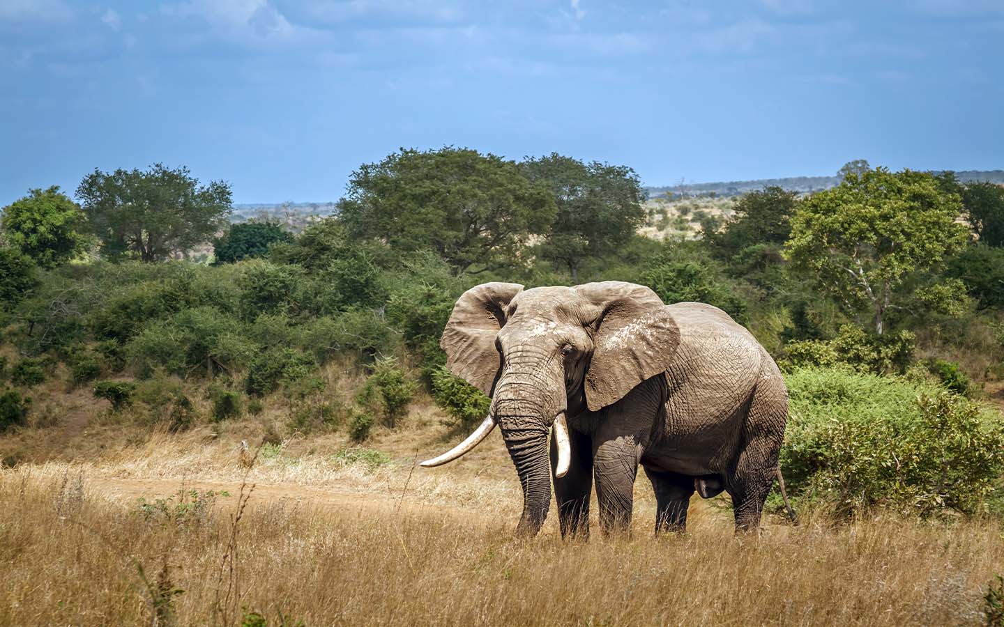 Mozambique announces first elephant survey in seven years